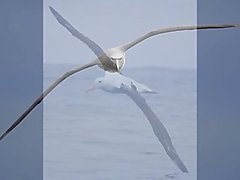 sequoya marina marinanın - albatross 